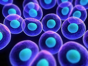 SC Stem Cell