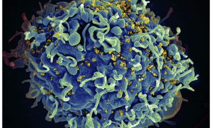 Second patient free of HIV after stem cell therapy